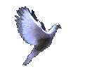 flyingdove.gif